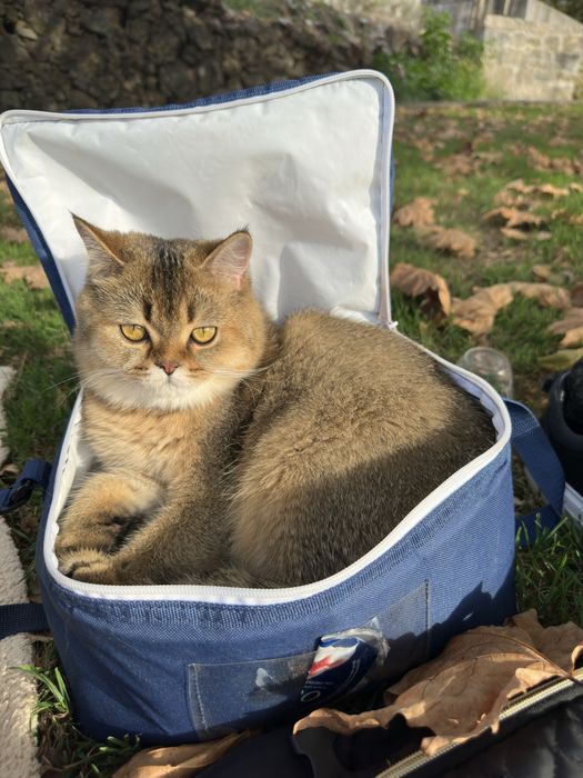 Gato para acasalamento