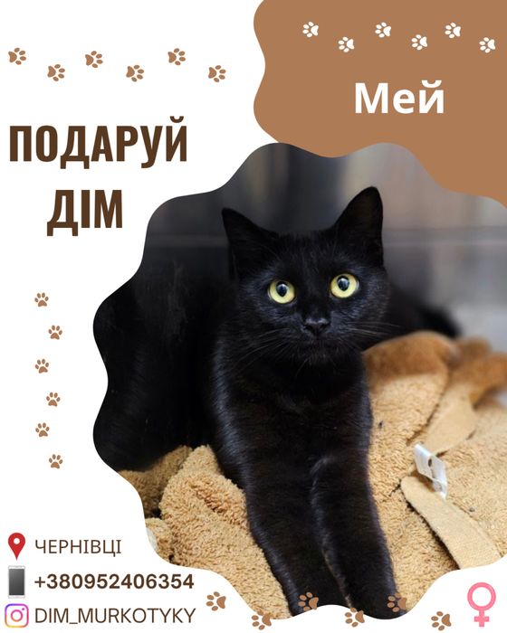 Кішка Мей шукає новий дім