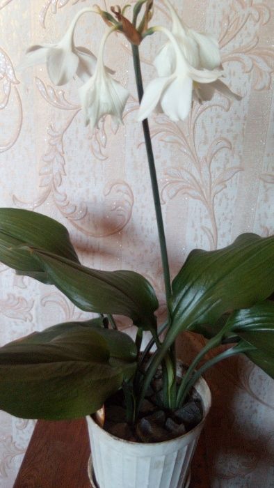 Сансевиерия,китайская роза,лимон,алоэ,кактусы и т.д.