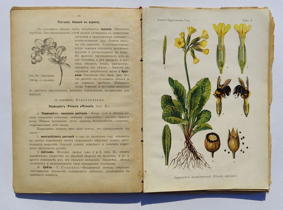 РЕДКОСТЬ! Книга Растения Проф Шмейль 1910 КИЕВ Пироговское общество Ботаника Антиквариат Дореволюционная букинистика ПОЛНЫЙ КОМПЛЕКТ 4 цветные таблицы
