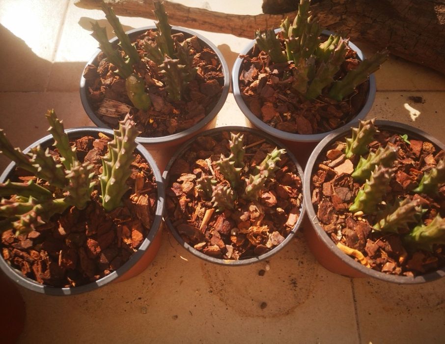 Stapelia ou cato estrela.