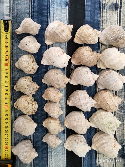 Ракушки,   рапаны