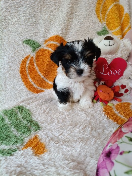 Biewer Yorkshire Terrier ZkwP FCI