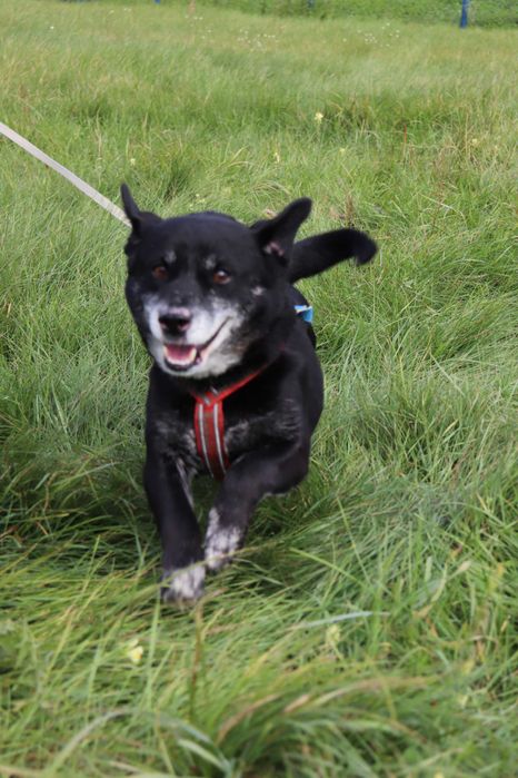 Kluseczek starszy ale jary  szuka domku