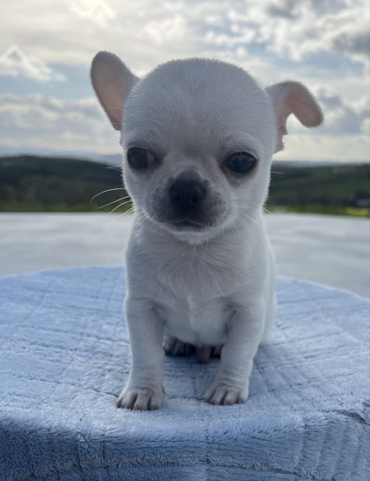 Chihuahua Macho Pelo Curto