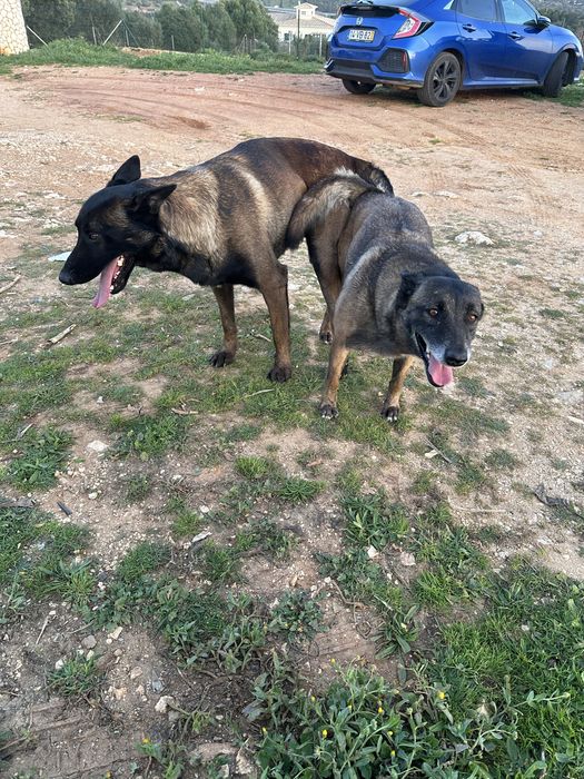 Macho pastor belga malinois