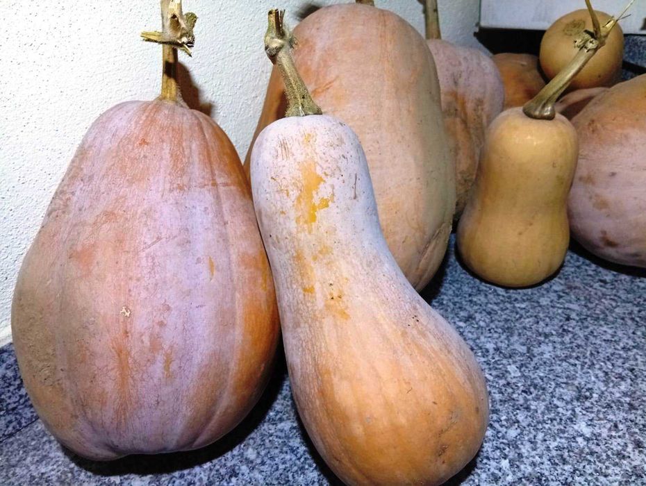 Limão, cebolas, abobora manteiga. Biológico