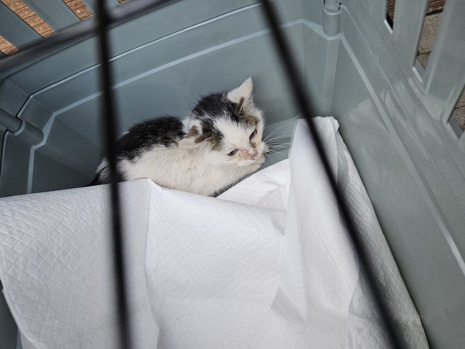 Majeczka walczy o życie, kotka, kot, adoptuj