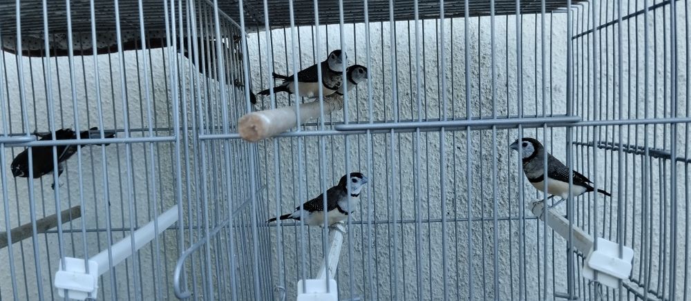 Diamante bichenov e bengalins