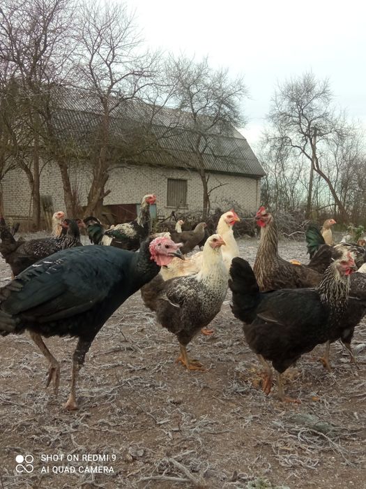 Юрловська голосиста курочкі