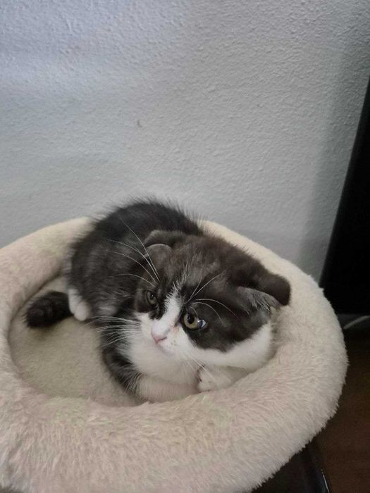 Gatinho "Scotish Fold"