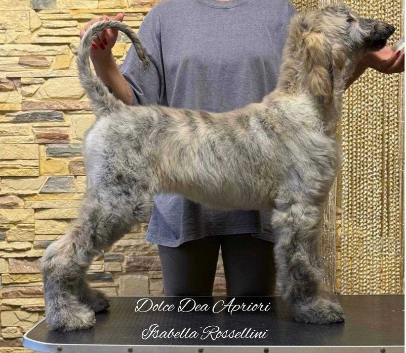 Щенки афганской  борзой