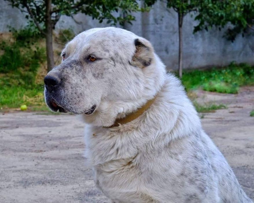 Кобель алабай для в'язок.