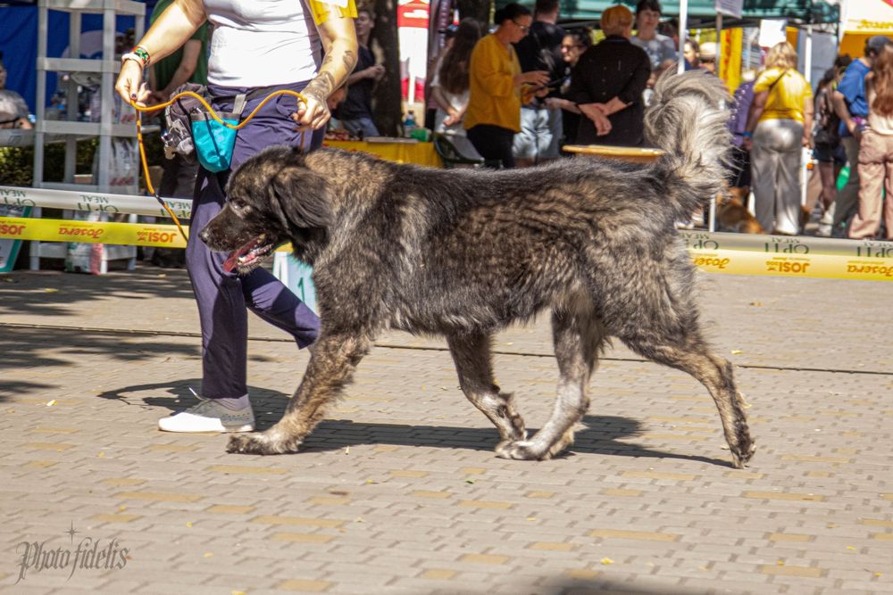 Кавказская овчарка КСУ кобель для вязки