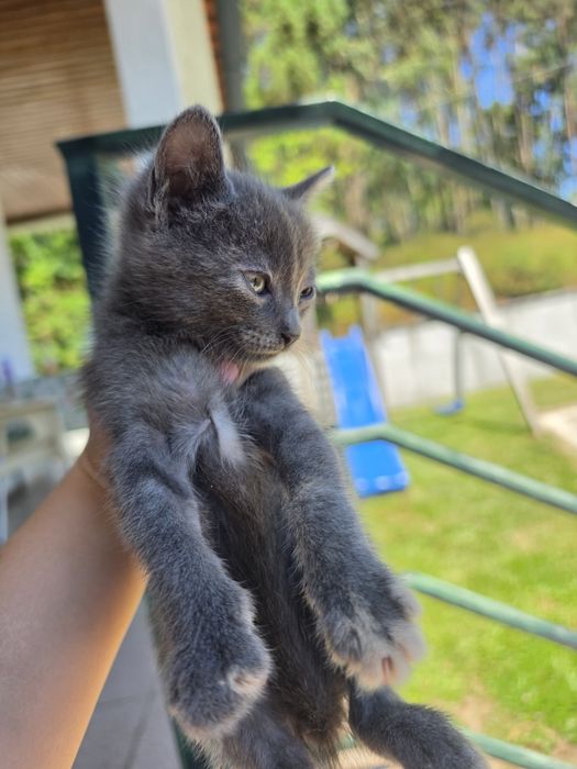 Gatinhos para adoção