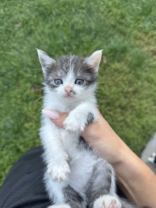 Кошеня шукає люблячу та відповідальну родину