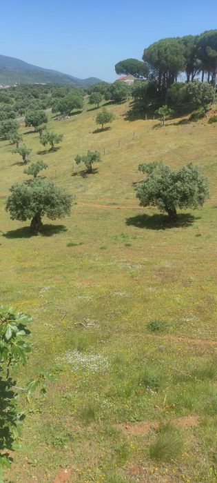 Limpamos terrenos e fazemos trabalhos de pintura