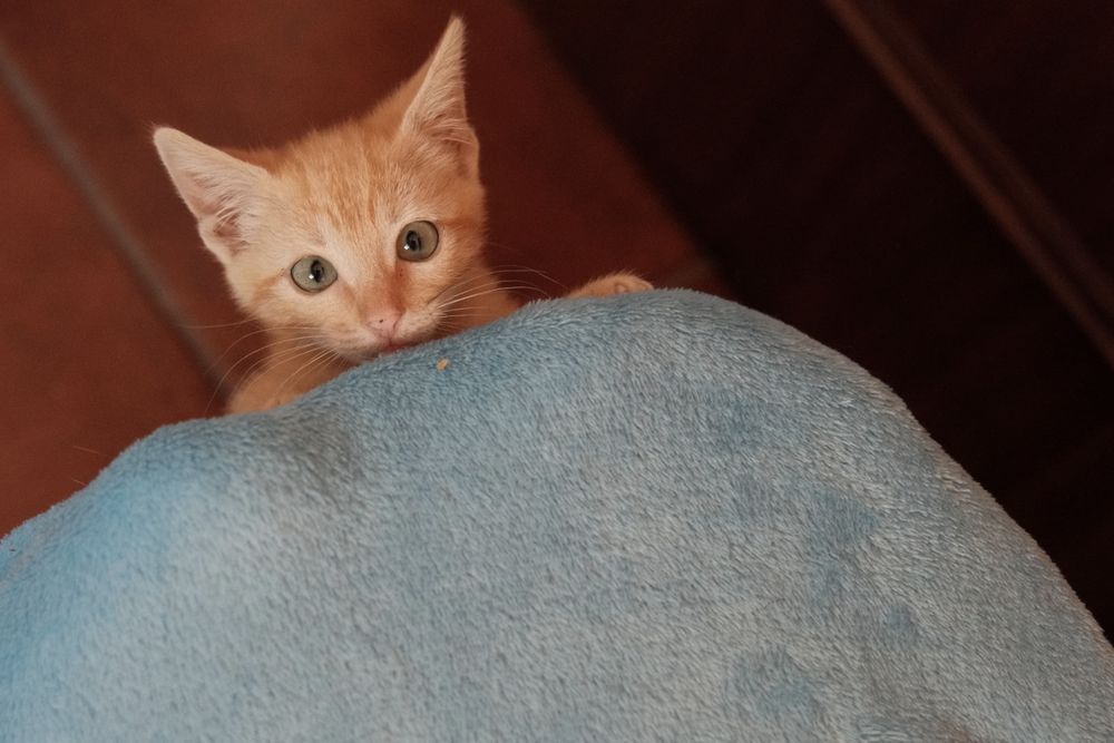 Gatinho laranja para adoção responsável