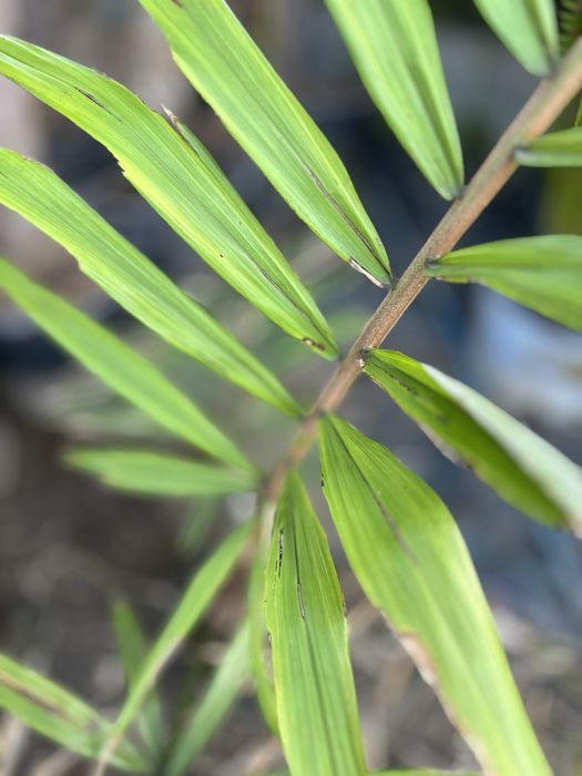 Palmeira Arenga micrantha