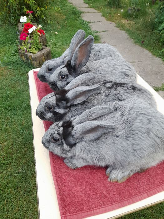 Продаються кролі