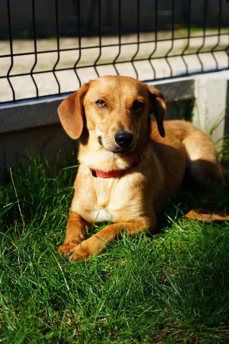 Szukam domku do adopcji