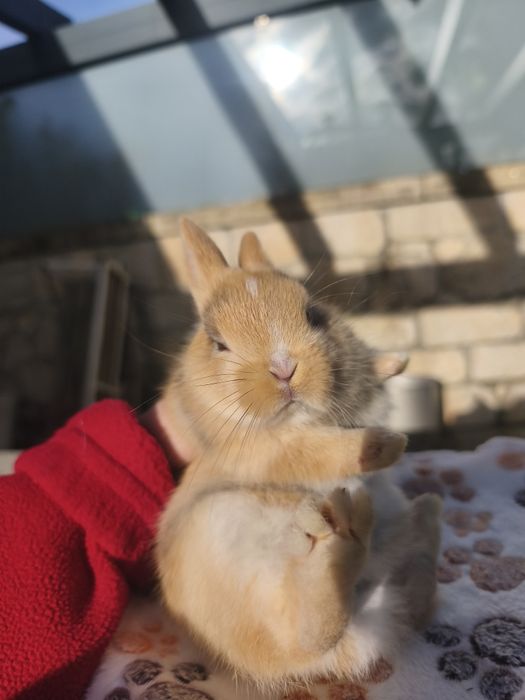 Coelho anão holandês (Netherland Dwarf)