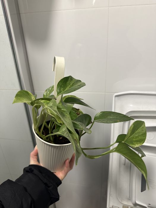 Epipremnum Marble Queen