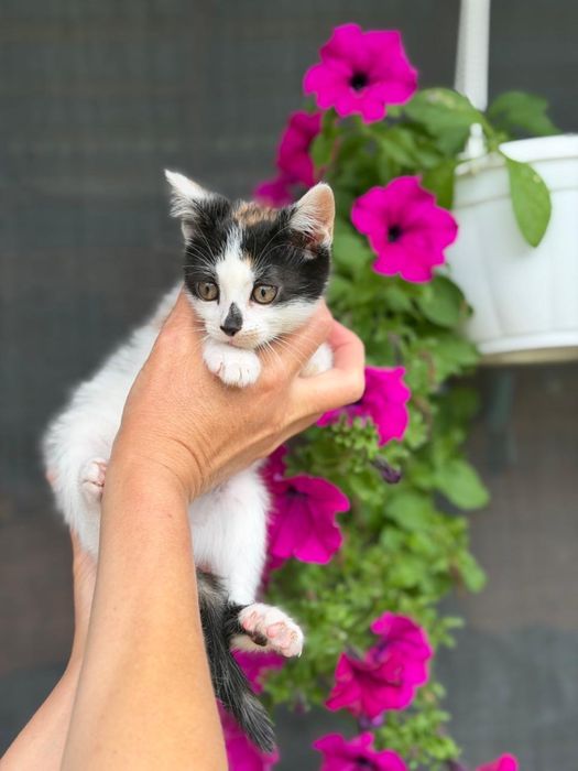 Кошенята в хороші руки