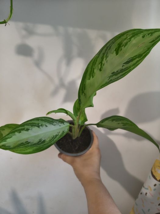 Roślina Aglaonema