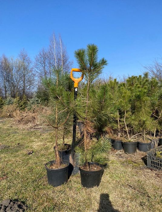 Sosna czarna w doniczce