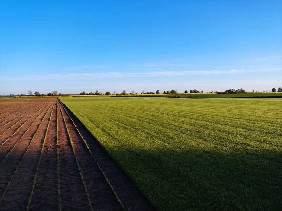 Trawa z rolki/Zakładanie ogrodów