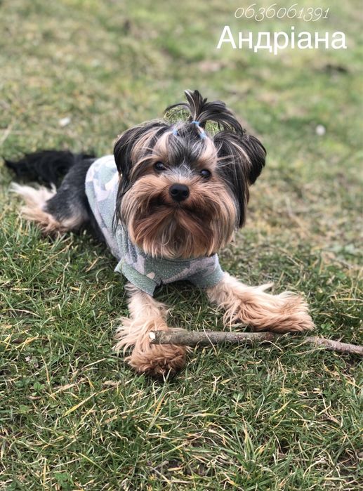 Шукаємо дівчинку для вязки