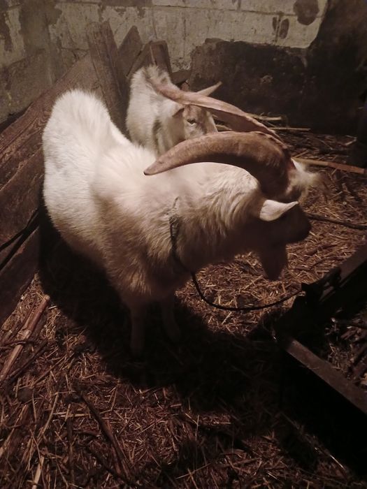 Камерунський та нігерійський козлики чекають надівчаток для спарювання