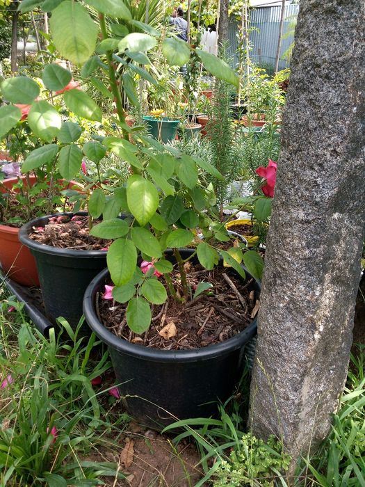 Roseiras! Brancas, amarelas, cor de rosa e vermelhas