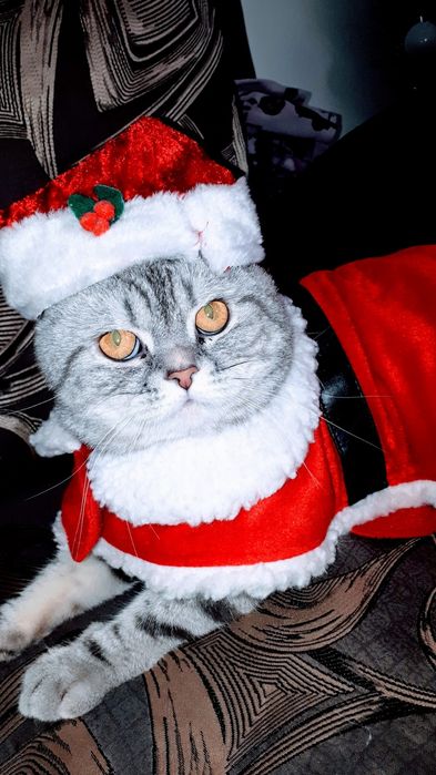 Вязка кота     .