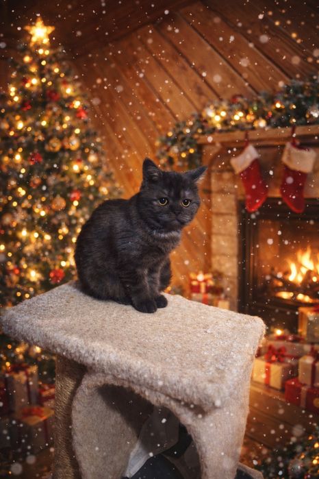 Найкраща Британська кішечка