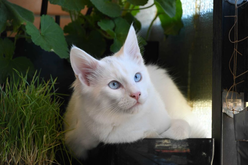 Bernardim: gatinho Angorá turco branco e de olhos azuis. Boa audição