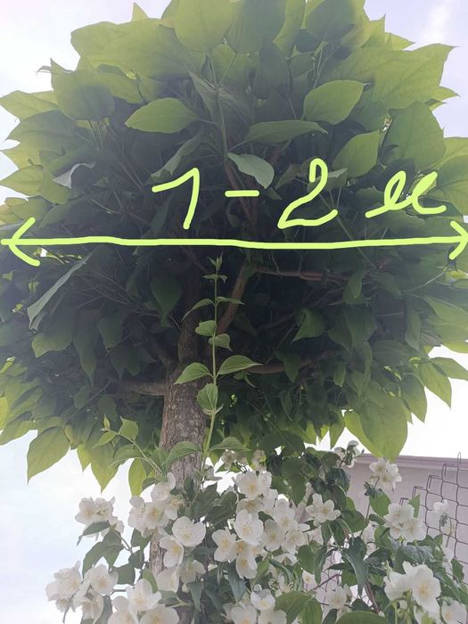 Катальпа продам катальпу