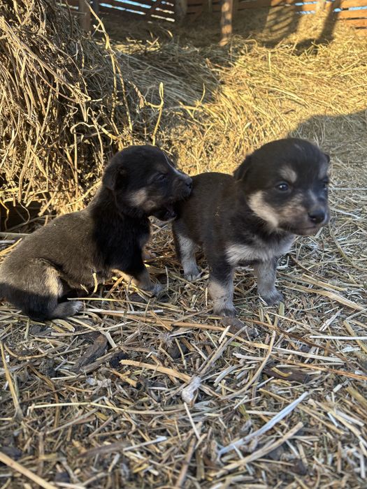 Віддам собак а добрі руки
