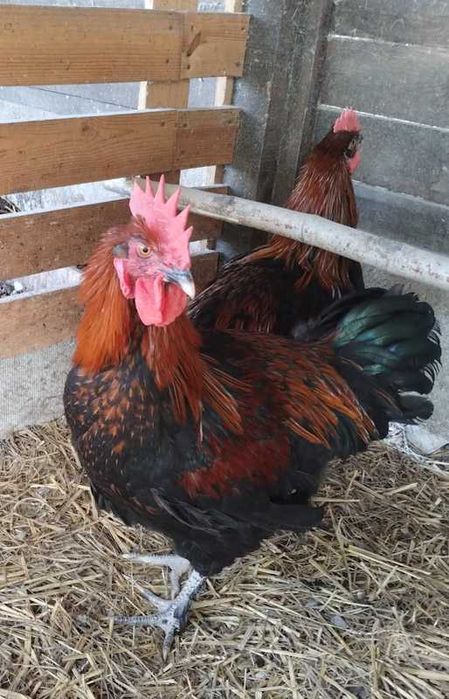 Пропонуємо півників породи маран чорномідні.