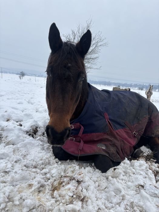 Klacz małopolska, 16 lat, 160 cm