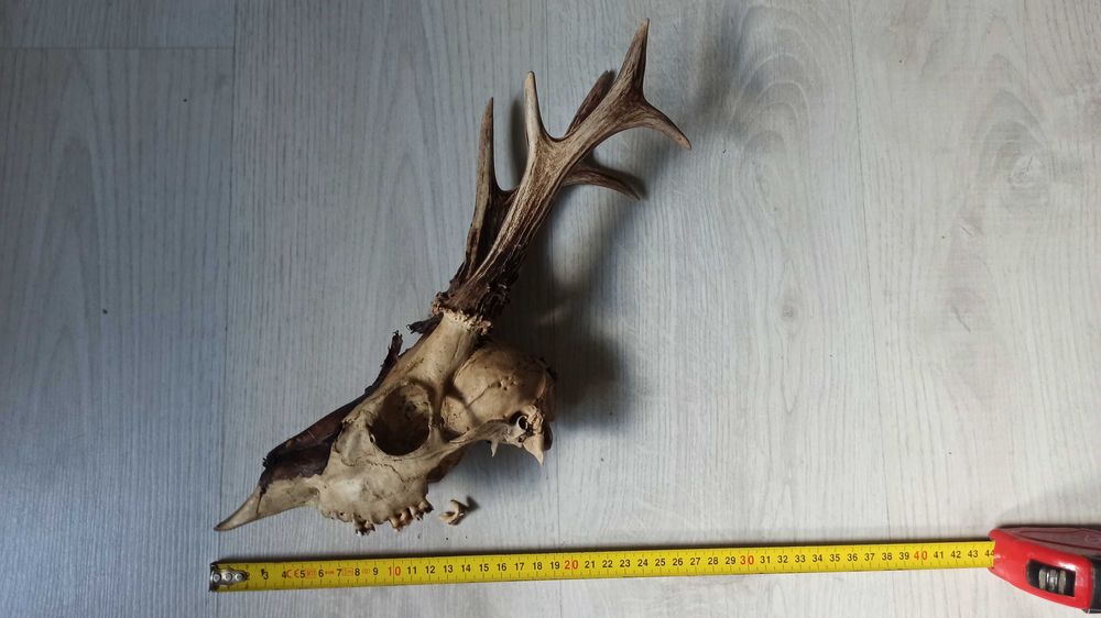 Wieniec kozła (sarny), poroże