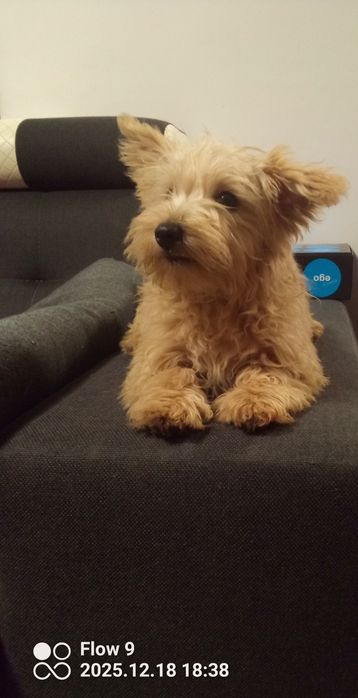 Szczeniaczek Westiepoo 2x zaszczepiony