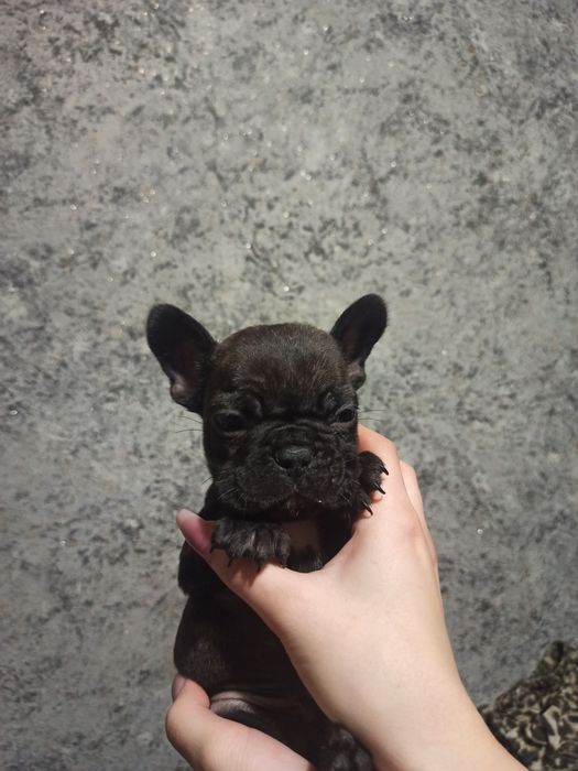 Продам щенков французский бульдог чистокровный