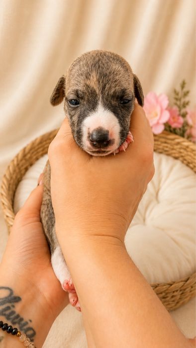 Chart angielski whippet suczka szczenie hodowla zkwp fci