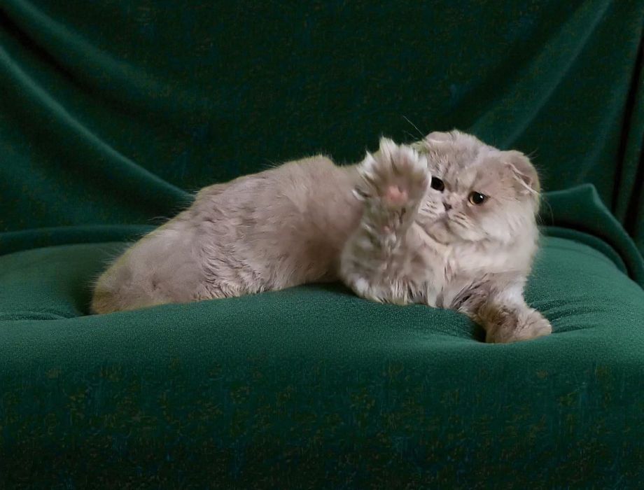 Срочно розпродажа котиков !