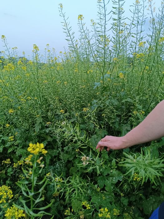 Продам гірчицю гірчиця