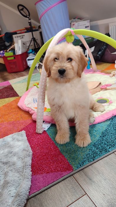 Goldendoodle F1 badania genetyczne