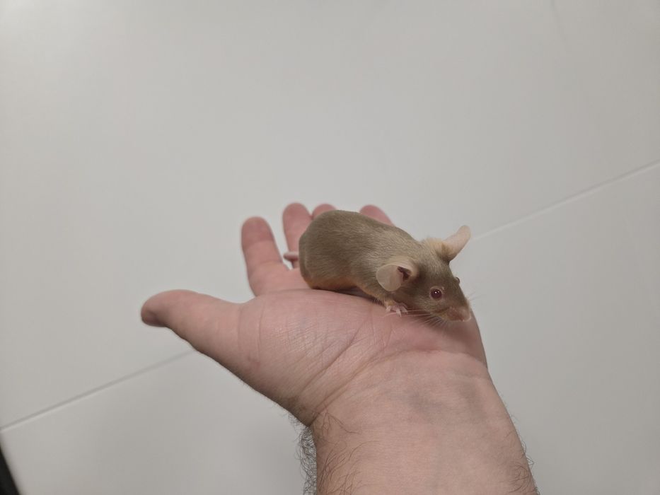 Sprzedam myszy rasowe różnych odmian