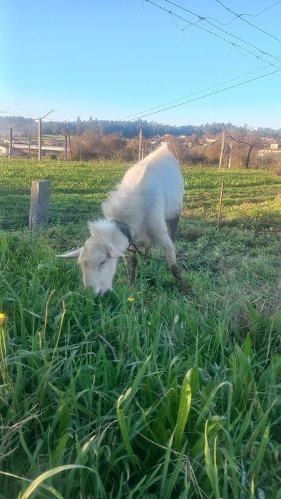 Cabrito de boa raça